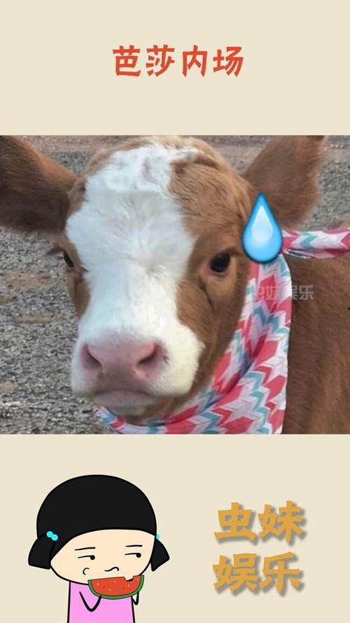 娱乐吃瓜酱熊出没